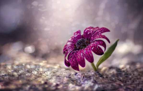 Flower, purple, water, drops, squirt, background, one, leaf