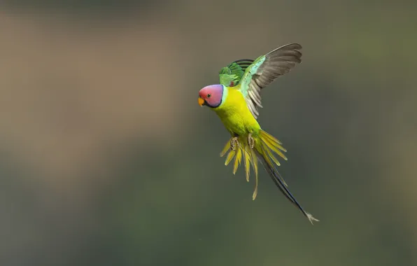 Flight, pose, green, background, bird, wings, parrot, necklace parrot