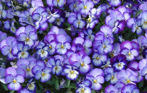 Picture macro, petals, Pansy, viola
