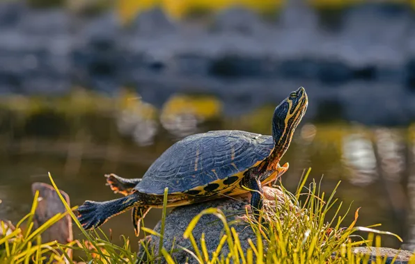 Picture yellow-bellied slider, turtle, nature