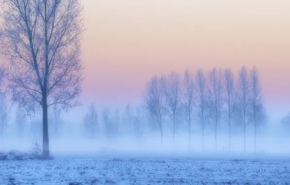 Frost, field, snow, trees, sunset, fog, lilac, pink