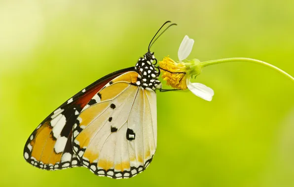Flower, butterfly, plant, wings, moth