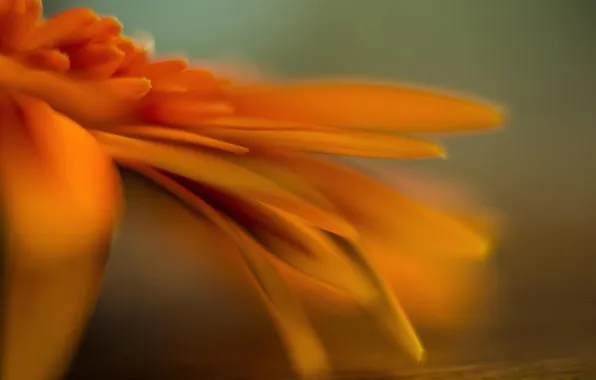 Picture flower, macro, orange, calendula
