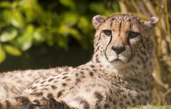 Face, stay, predator, Cheetah