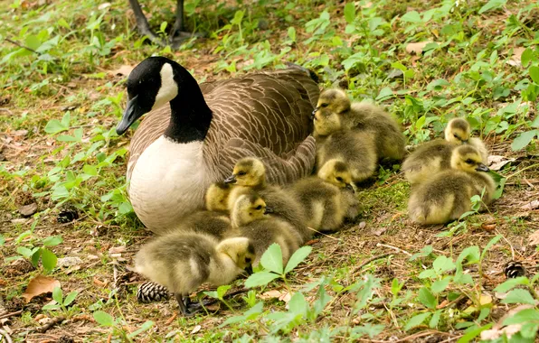 Grass, birds, family, canadian goose