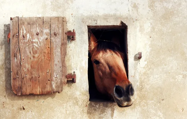 Wall, horse, window