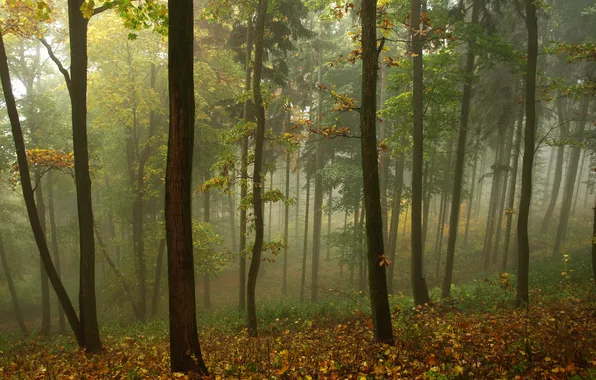 Autumn, forest, leaves, fog, overcast, morning, yellow, slim