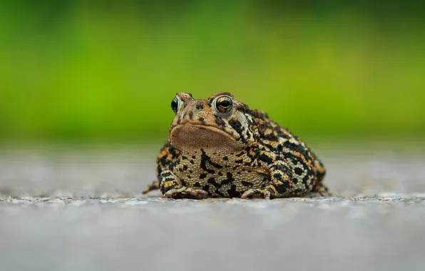 Nature, background, frog
