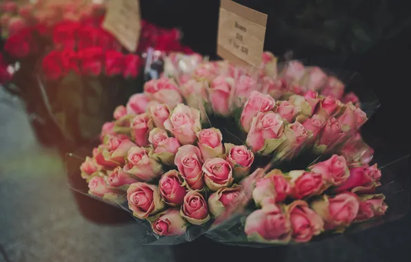 Roses, pink, bouquets
