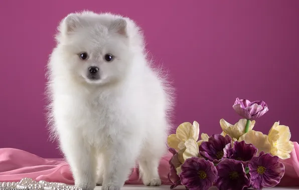 Picture white, flowers, puppy, Spitz