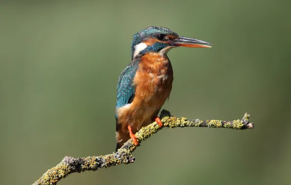Green, background, bird, moss, branch, bird, cute, Kingfisher