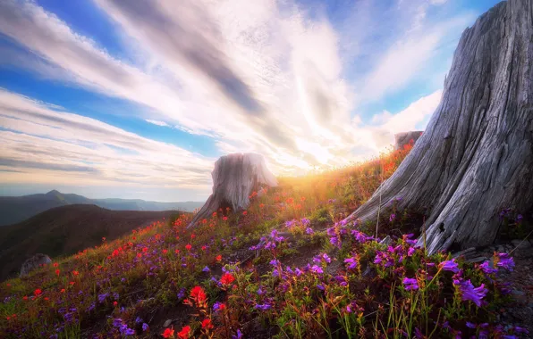The sky, clouds, flowers, mountains, rocks, height, stump, slope