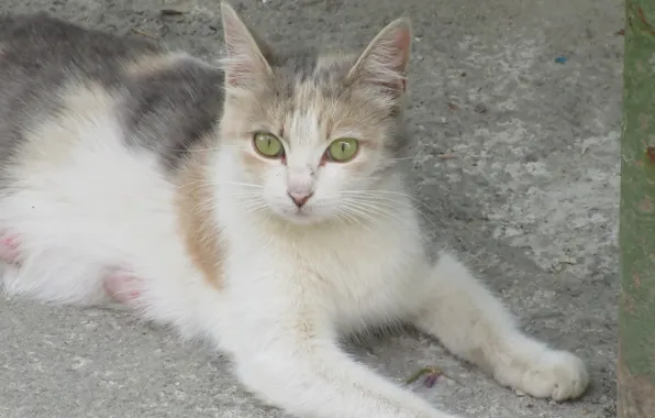 Look, Cat, Kitty, Meduzanol ©