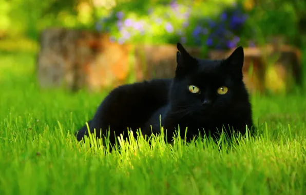 Picture greens, cat, summer, grass, eyes, cat, look, face