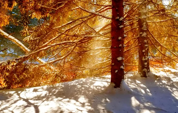 Picture winter, forest, light, snow, trees, shadow