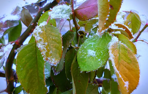 Leaves, rose, December, frost