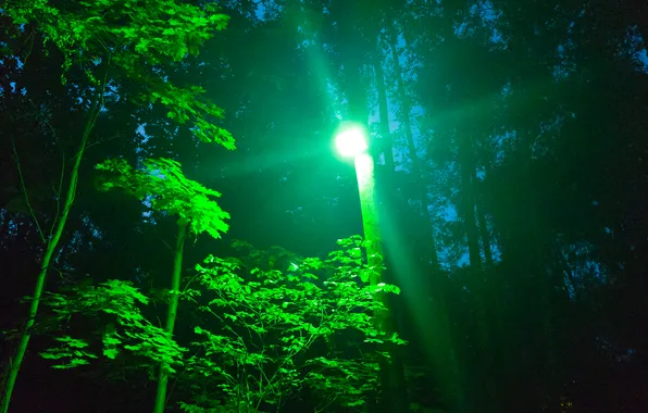 Summer, leaves, trees, night, the evening, lantern, Russia, July