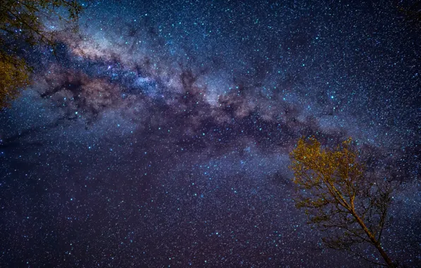 Picture the sky, night, tree, starry sky