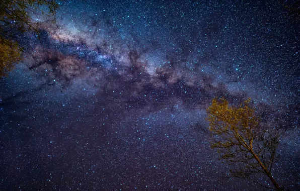 The sky, night, tree, starry sky