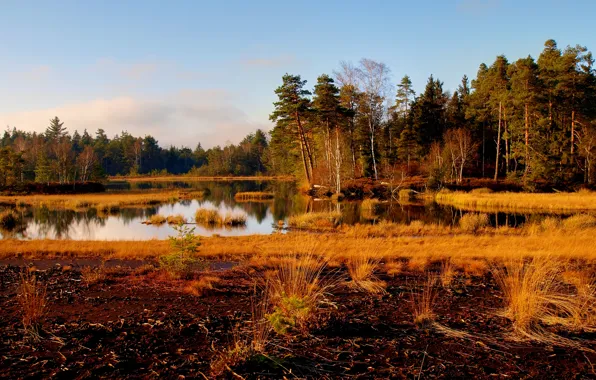 Autumn, grass, trees, lake, surface, dry