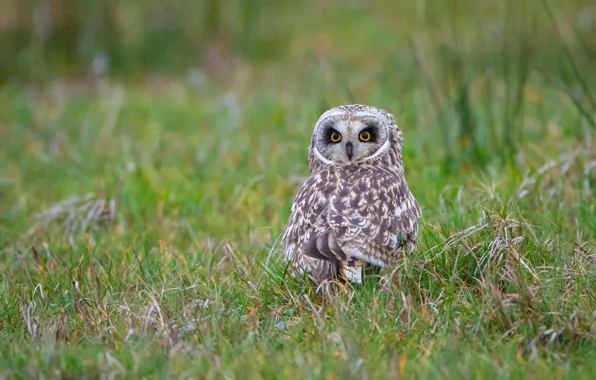 Picture greens, field, grass, look, owl, bird, glade