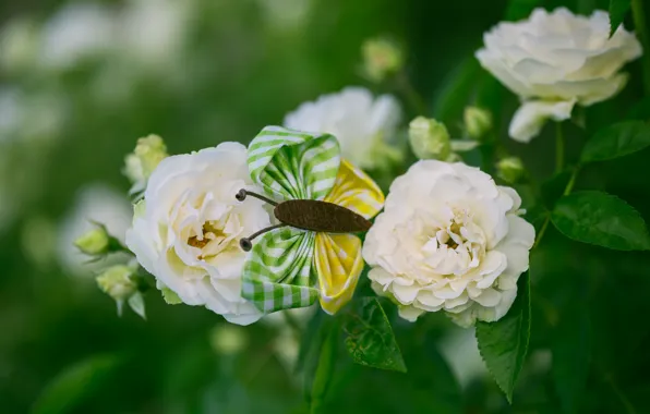 Flowers, background, butterfly, Bush, roses, garden, white, roses