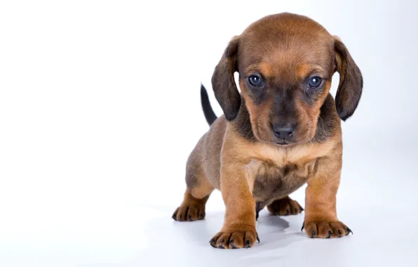 Baby, puppy, Dachshund