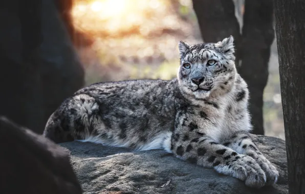 Picture stones, look, lies, light, nature, snow leopard, trees, face