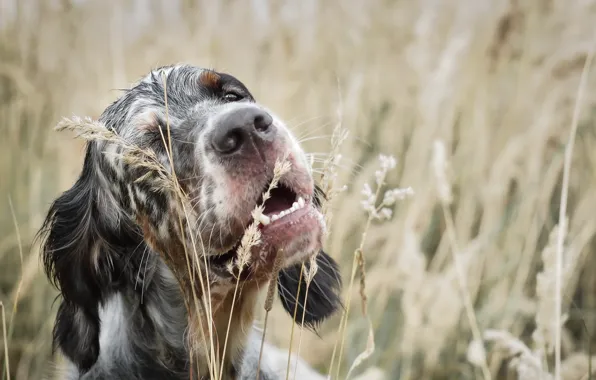 Summer, each, dog