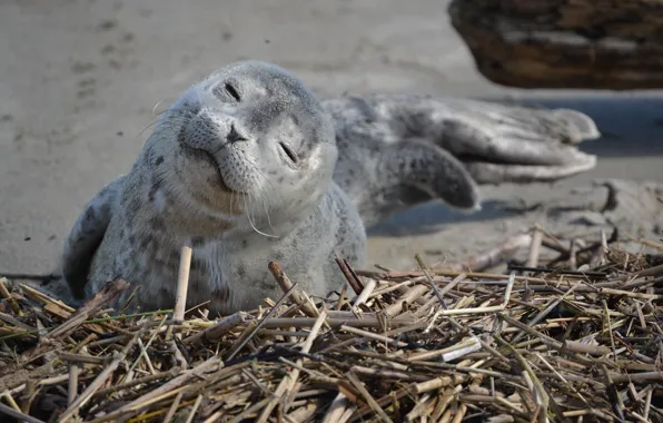 Shore, seal, sea, happy