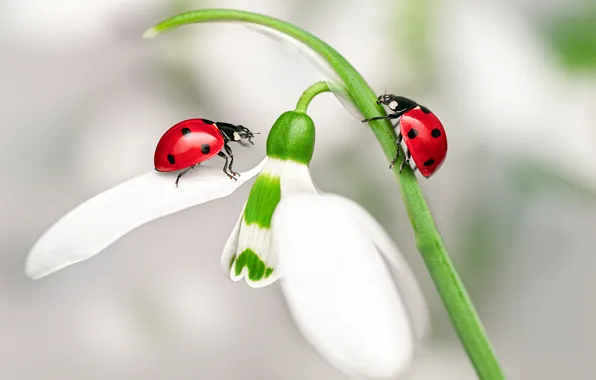 Flower, macro, insects, bugs, ladybugs, snowdrop
