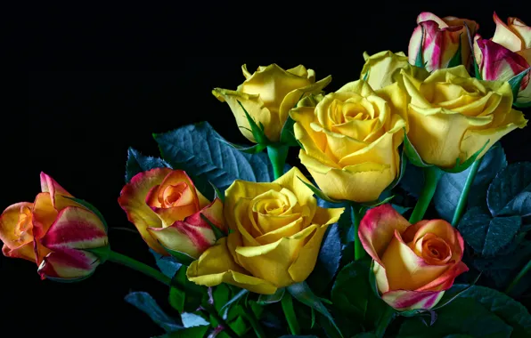 Picture leaves, flowers, roses, bouquet, black background, buds, yellow