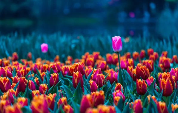 Flowers, Park, spring, garden, tulips, red, pink, flowerbed