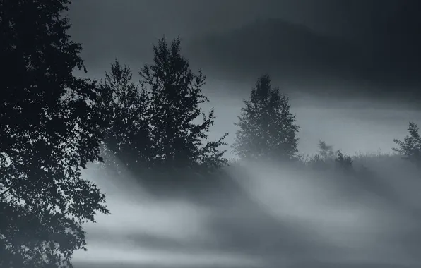 Trees, fog, dawn, twilight