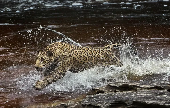 Picture water, squirt, predator, Jaguar, Amazon, (film)