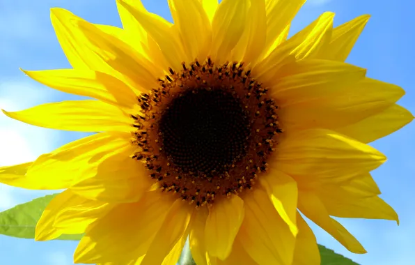 Macro, nature, sunflower, petals