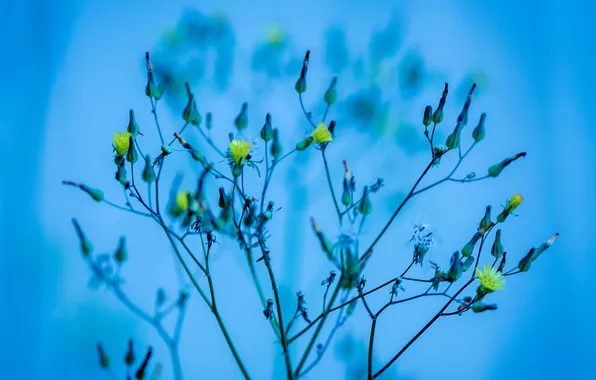 Picture flowers, plant, stem, the bushes