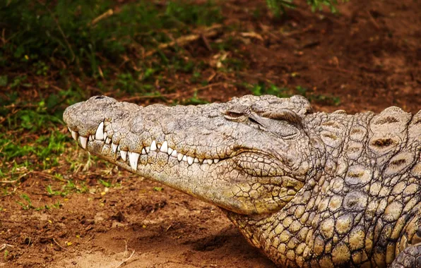 Africa, animal, crocodile, reptile, saltwater