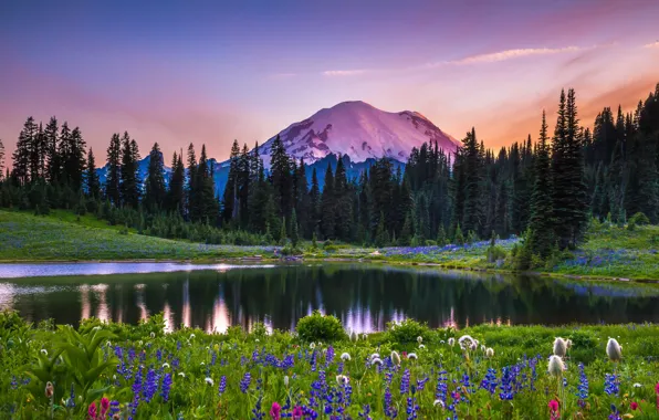 Trees, landscape, sunset, flowers, mountains, nature, lake, USA
