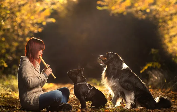 Dogs, girl, the flute