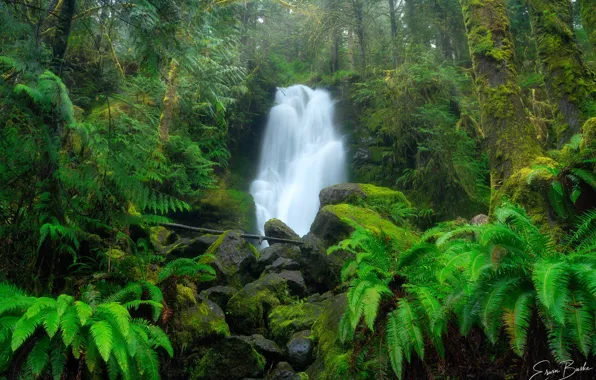 Picture greens, forest, trees, stones, waterfall, moss, jungle, Erwin Buske