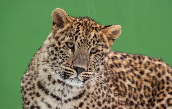 Cat, eyes, look, face, green, background, portrait, leopard