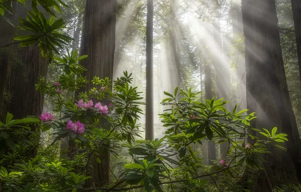 Forest, rays, light, flowers, rhododendrons