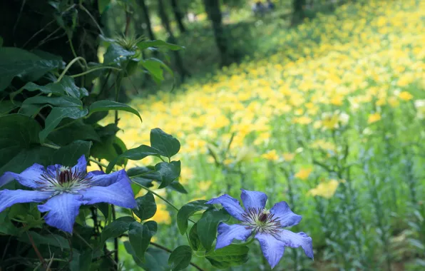 Picture forest, summer, flowers, nature, glade