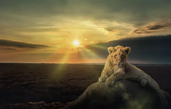 Picture sunset, stone, Leo, cub, lion
