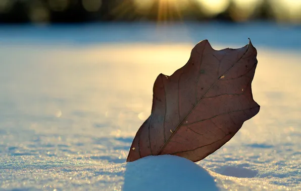 Winter, leaves, snow