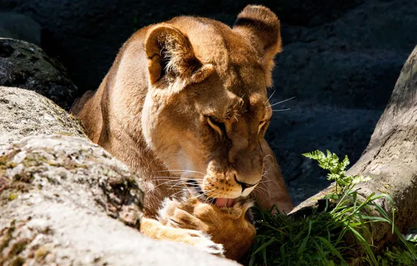 Picture language, face, light, pose, stones, log, lioness, zoo