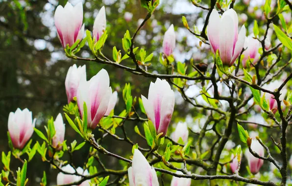 Flower, spring, magnolia, blooming