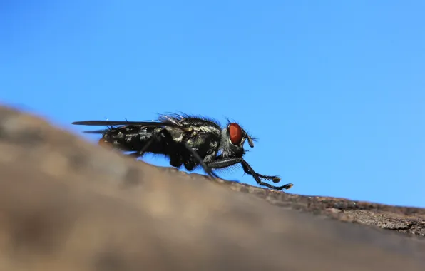 Picture macro, fly, background