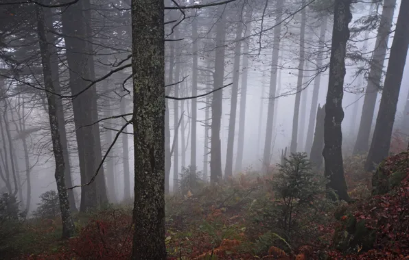 Picture forest, trees, nature, fog, Germany, The black forest